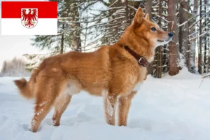 Read more about the article Finnenspitz criadores e cachorros em Brandenburg