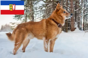 Read more about the article Criadores de Finnenspitz e cachorros em Schleswig-Holstein