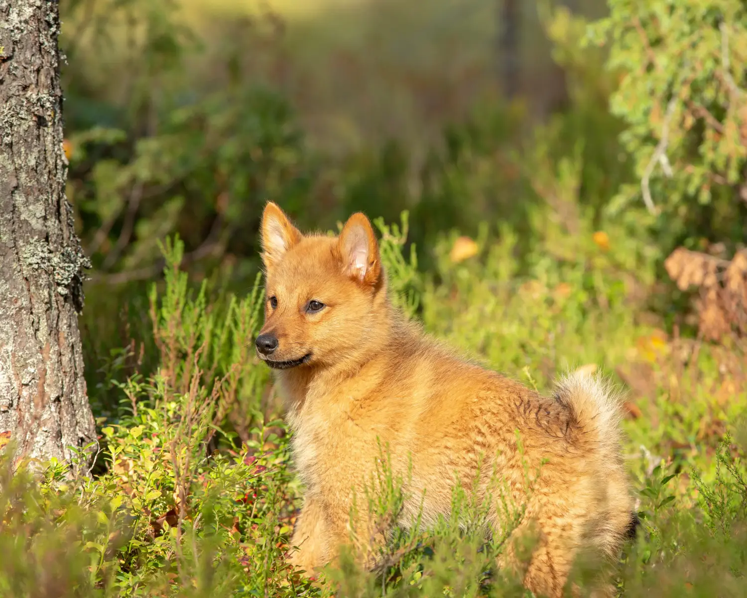 Comprar um cachorro da raça Finnspitz significa assumir a responsabilidade! Comprar cachorros Finnspitz.