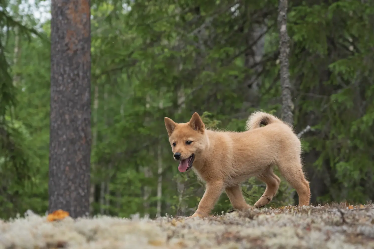 Comprar um cachorro da raça Finnspitz significa assumir a responsabilidade! Comprar cachorros Finnspitz.