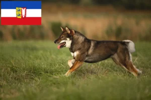 Read more about the article Criadores de Shikoku e cachorros em Schleswig-Holstein