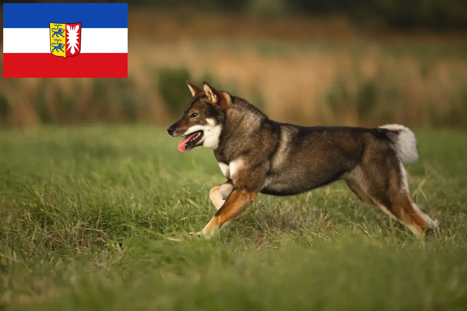Read more about the article Criadores de Shikoku e cachorros em Schleswig-Holstein