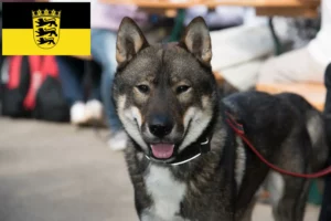 Read more about the article Criadores de Shikoku e cachorros em Baden-Württemberg