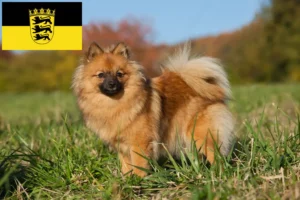 Read more about the article Criadores de Spitz e cachorros em Baden-Württemberg