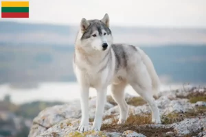 Read more about the article Criadores de Husky e cachorros na Lituânia