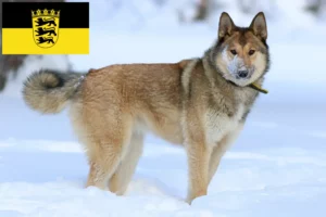 Read more about the article Criadores de Laika e cachorros em Baden-Württemberg