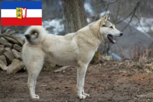 Read more about the article Criadores de Laika e cachorros em Schleswig-Holstein