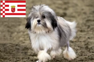 Read more about the article Criadores de Löwchen e cachorros em Bremen