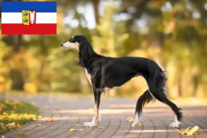 Read more about the article Criadores de saluki e cachorros em Schleswig-Holstein