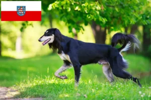 Read more about the article Criadores de saluki e cachorros em Thuringia