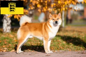 Read more about the article Criadores de Shiba e cachorros em Baden-Württemberg