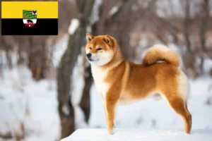 Read more about the article Criadores de Shiba e cachorros em Saxónia-Anhalt
