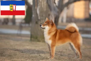 Read more about the article Criadores de Shiba e cachorros em Schleswig-Holstein