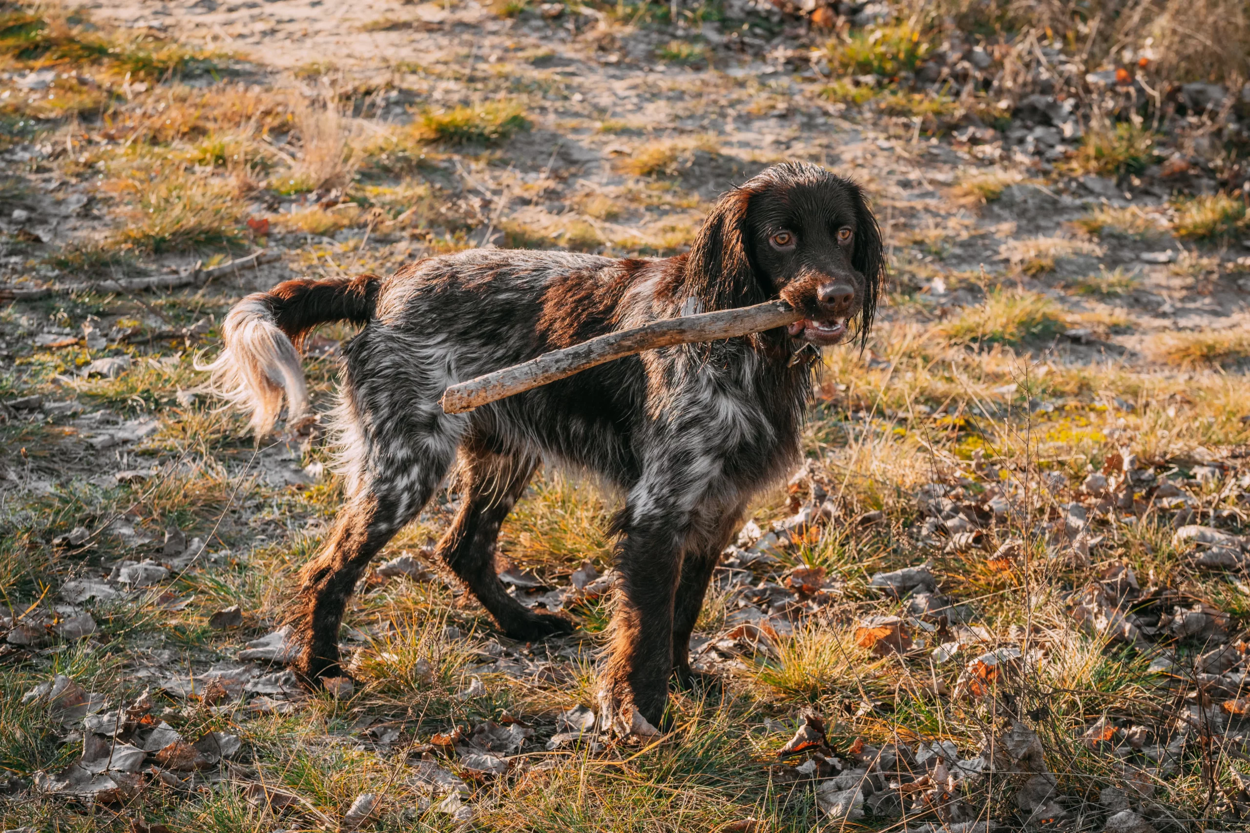 Read more about the article Criador de Spaniel de caça polaco