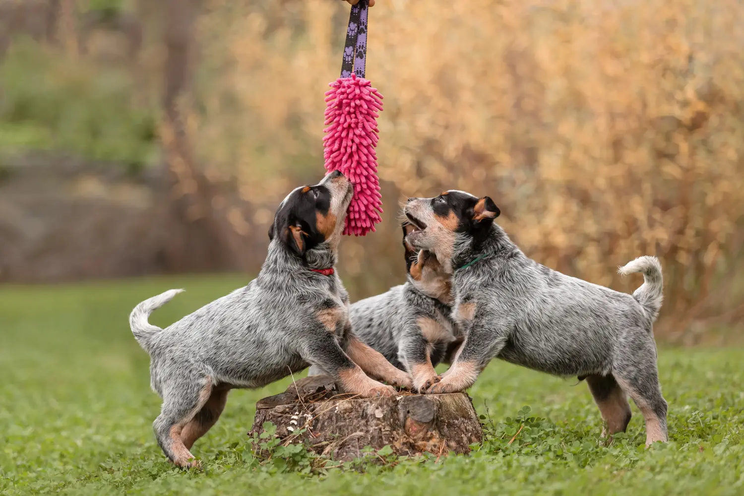 Comprar um cachorro Australian Cattle Dog significa assumir a responsabilidade! Comprar cachorros Australian Cattle Dog.