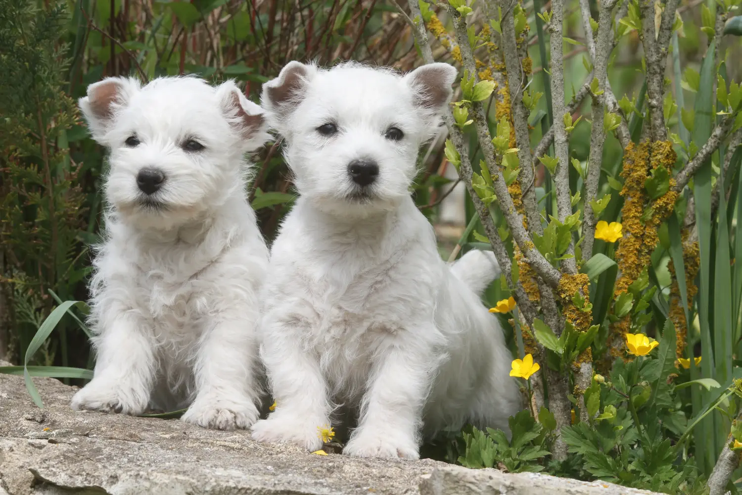 Comprar um cachorro Westie significa assumir responsabilidades! Comprar cachorros Westie.