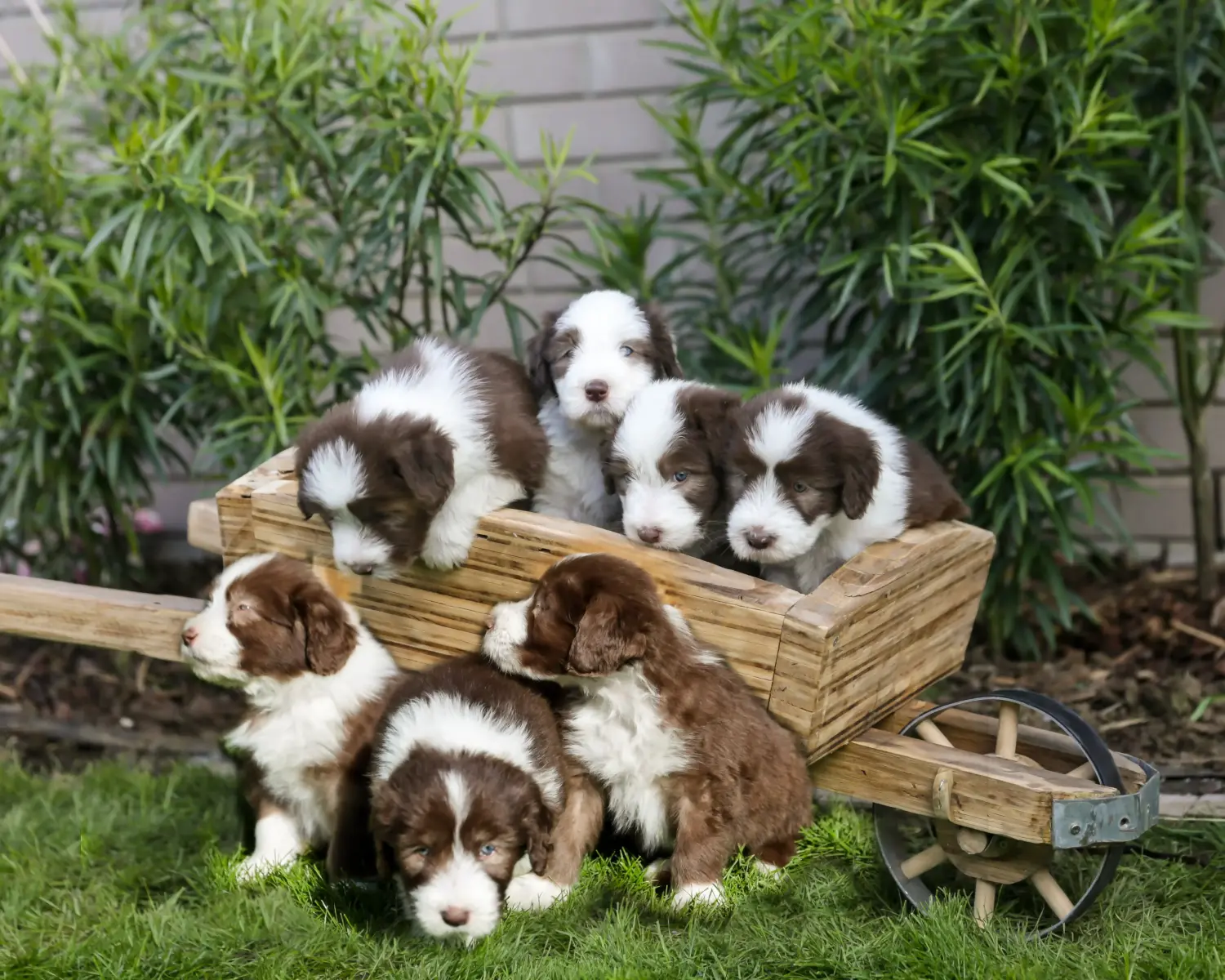 Comprar um cachorro Bearded Collie significa assumir responsabilidades! Comprar cachorros da raça Collie barbudo.
