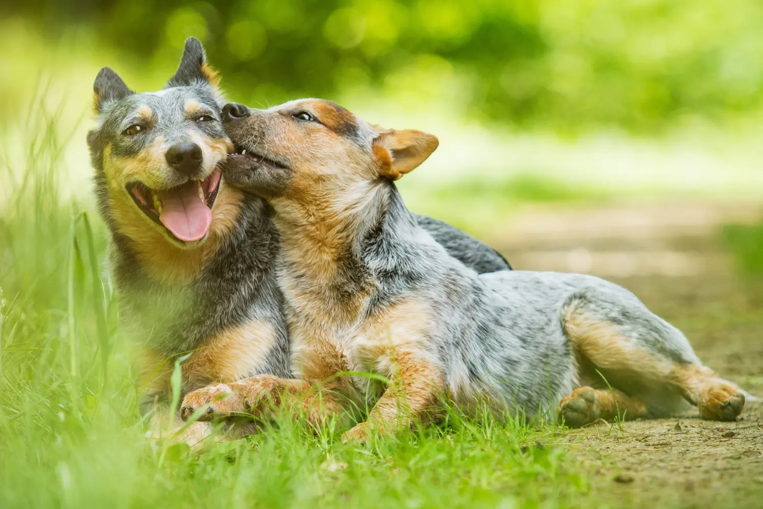 Comprar um cachorro Australian Cattle Dog significa assumir a responsabilidade! Comprar cachorros Australian Cattle Dog.