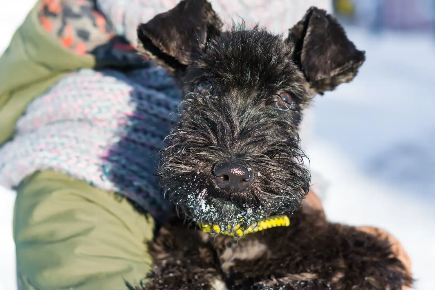 Comprar um cachorro Kerry Blue Terrier significa assumir responsabilidades! Comprar cachorros Kerry Blue Terrier.