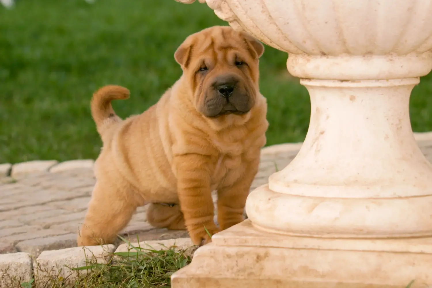 Comprar um cachorro Shar-Pei significa assumir responsabilidades! Comprar cachorros Shar-Pei.