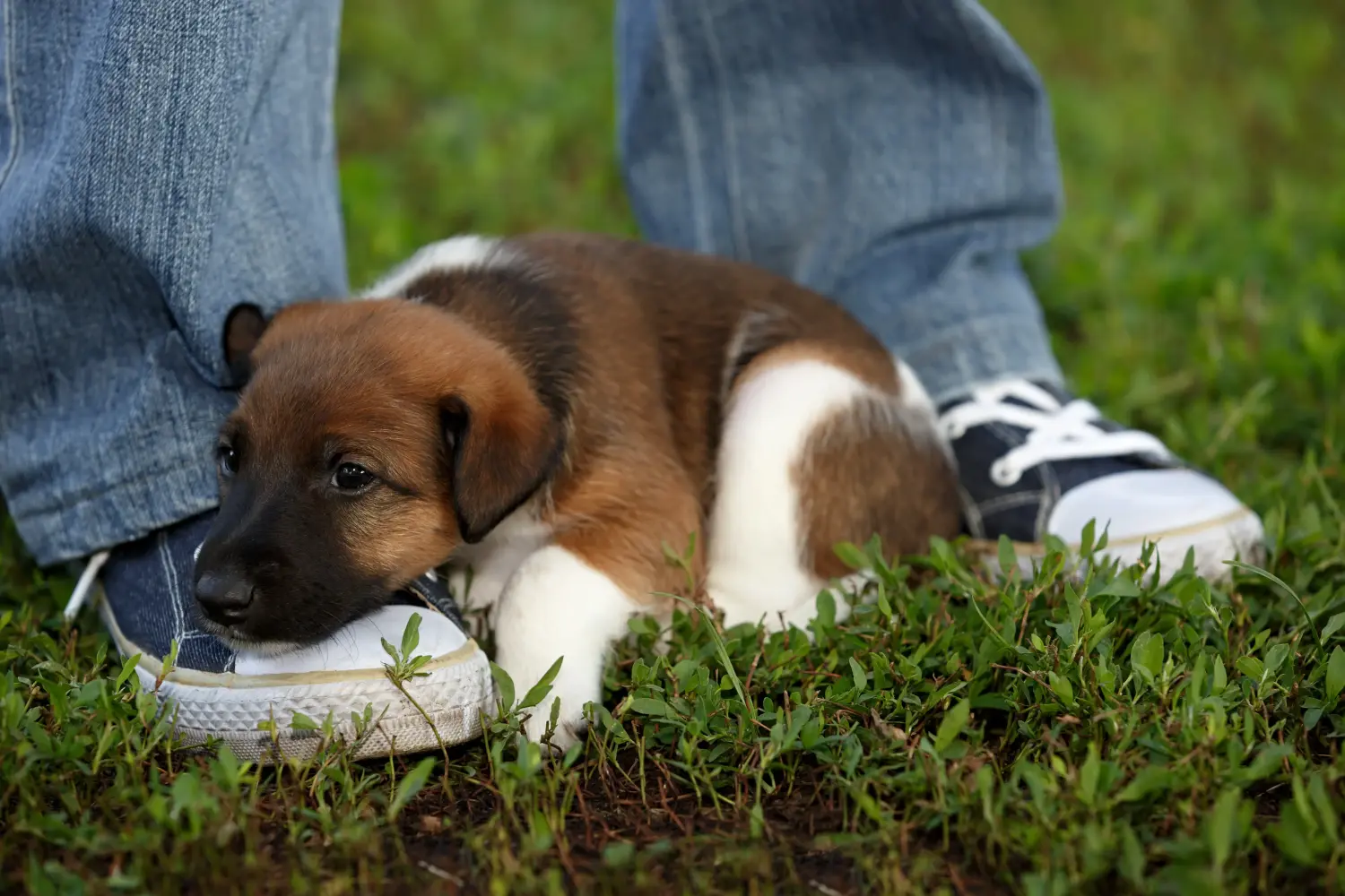 Comprar um cachorro Fox Terrier significa assumir responsabilidades! Comprar cachorros Fox Terrier.