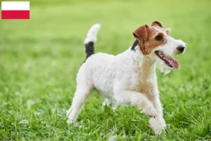Read more about the article Criadores de Fox Terrier e cachorros na Polónia