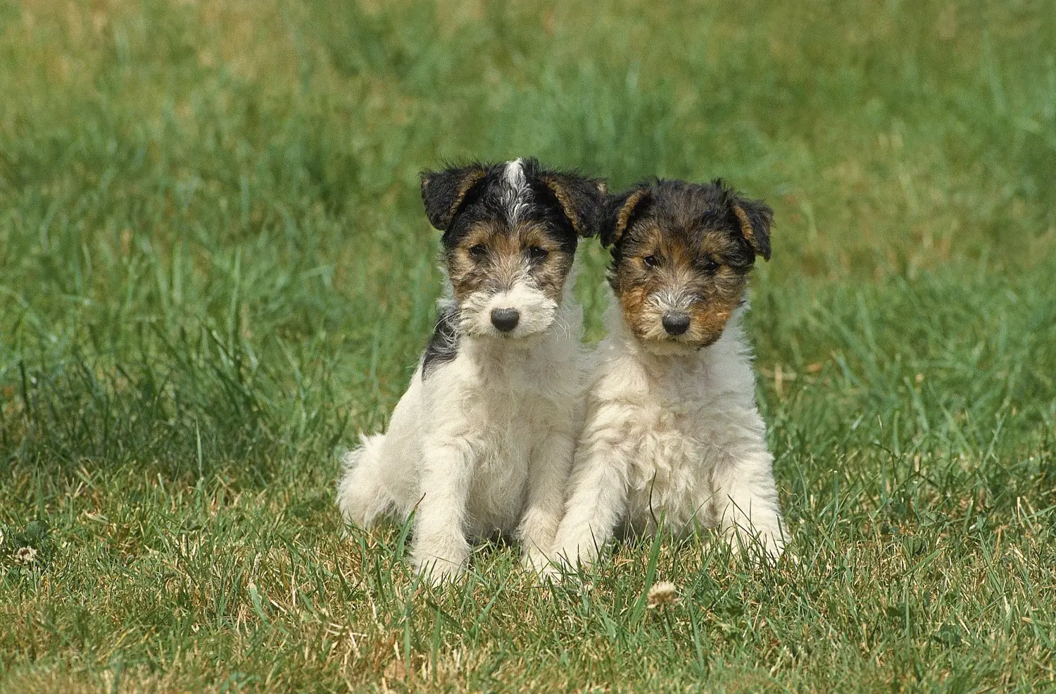 Comprar um cachorro Fox Terrier significa assumir responsabilidades! Comprar cachorros Fox Terrier.