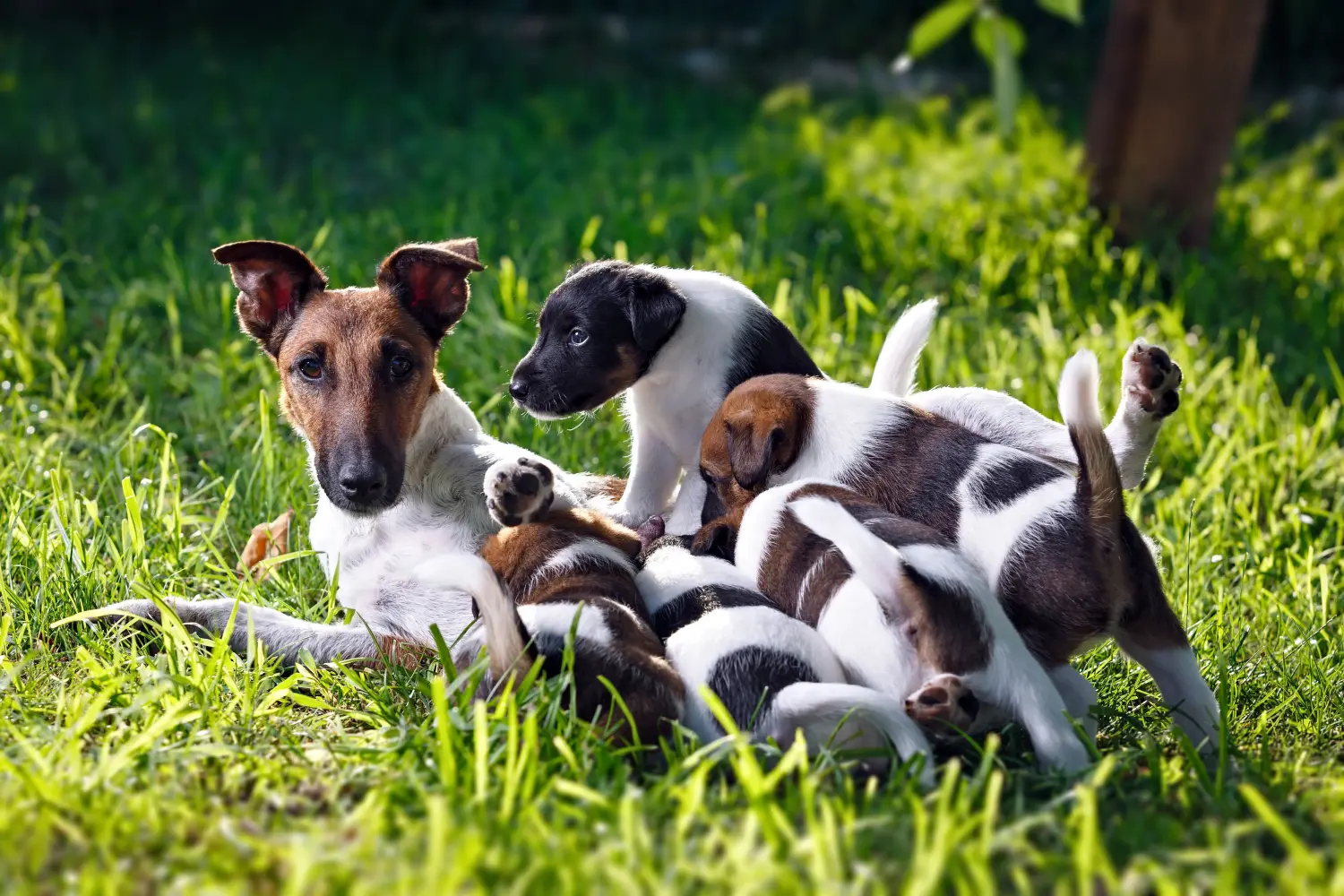 Comprar um cachorro Fox Terrier significa assumir responsabilidades! Comprar cachorros Fox Terrier.