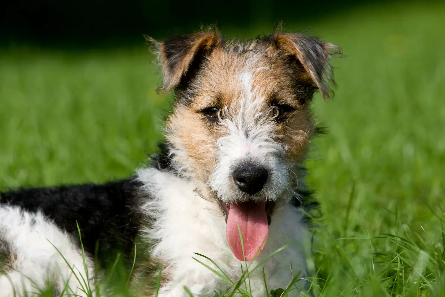 Comprar um cachorro Fox Terrier significa assumir responsabilidades! Comprar cachorros Fox Terrier.