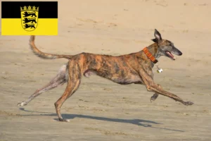 Read more about the article Galgo Espanol criadores e cachorros em Baden-Württemberg