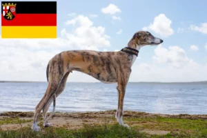 Read more about the article Galgo Espanol criadores e cachorros em Renânia-Palatinado