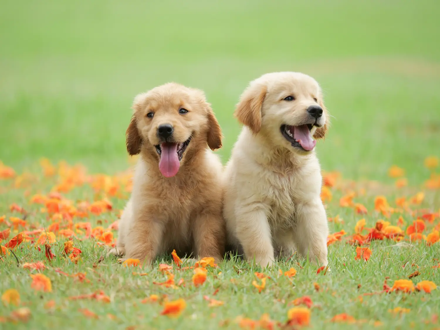 Comprar um cachorro Golden Retriever significa assumir responsabilidades! Comprar cachorros Golden Retriever.