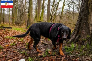 Read more about the article Criadores de Gończy Polski e cachorros em Schleswig-Holstein