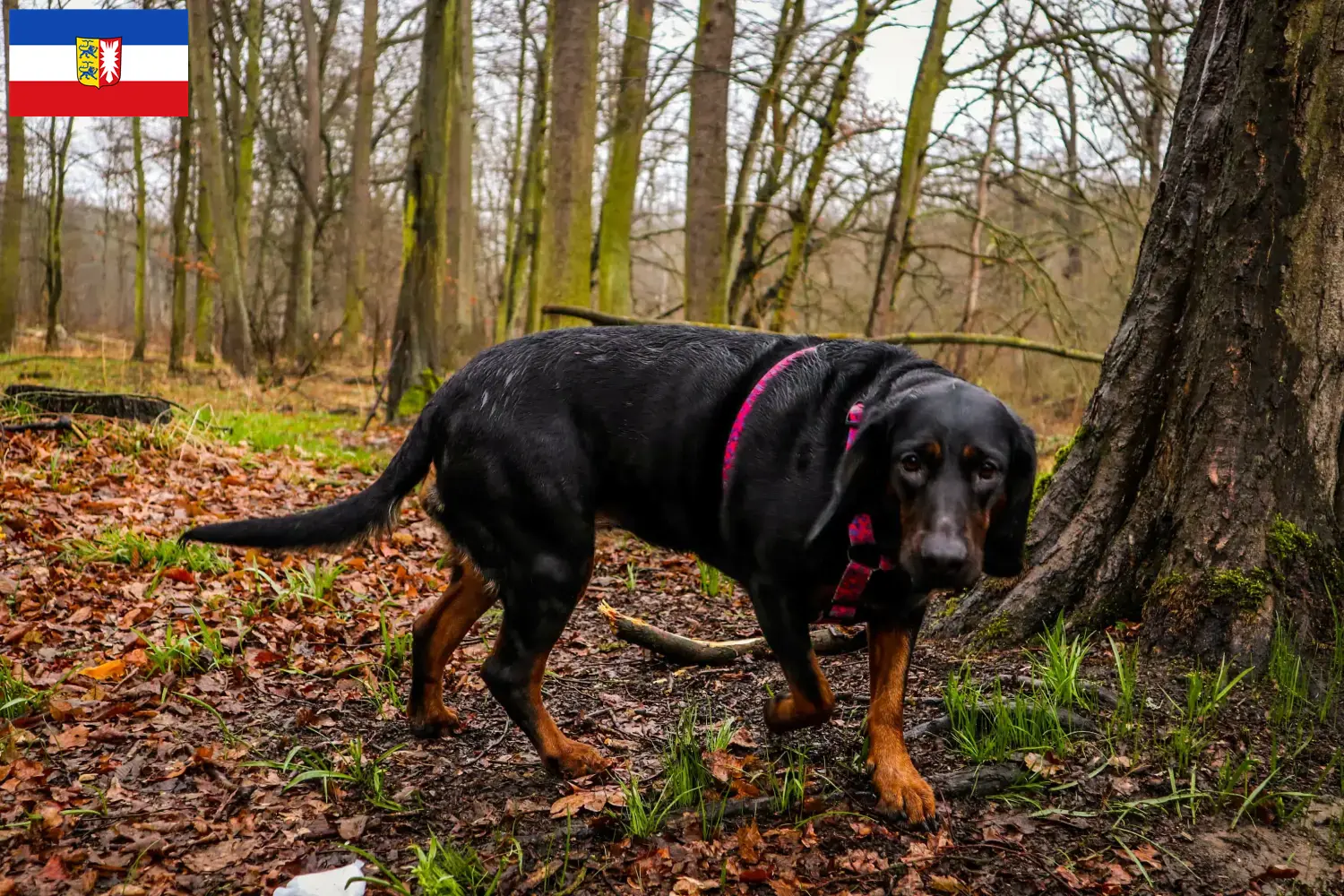Gończy Polski cachorros e criadores Schleswig-Holstein Aqui pode encontrar criadores de Gończy Polskis em Schleswig-Holstein.