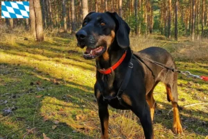 Read more about the article Criadores de Gończy Polski e cachorros na Baviera