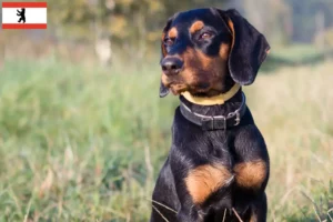 Read more about the article Criadores de Gończy Polski e cachorros em Berlim