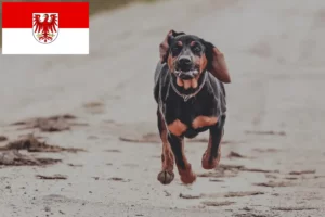 Read more about the article Criadores de Gończy Polski e cachorros em Brandenburg