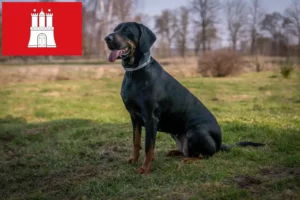 Read more about the article Criadores de Gończy Polski e cachorros em Hamburgo