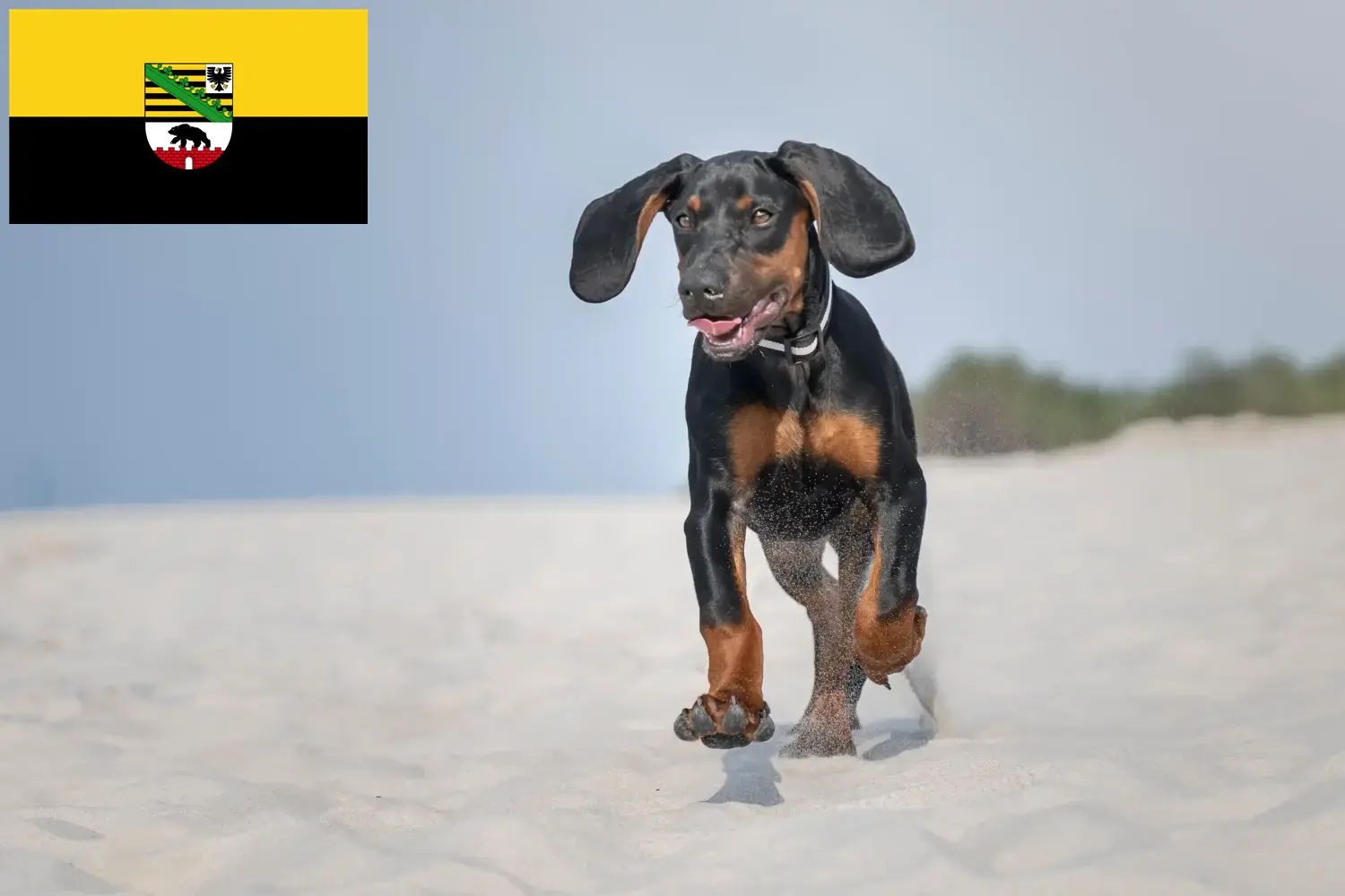 Gończy Polski cachorros e criadores Saxónia-Anhalt Aqui pode encontrar criadores de Gończy Polskis em Saxónia-Anhalt.