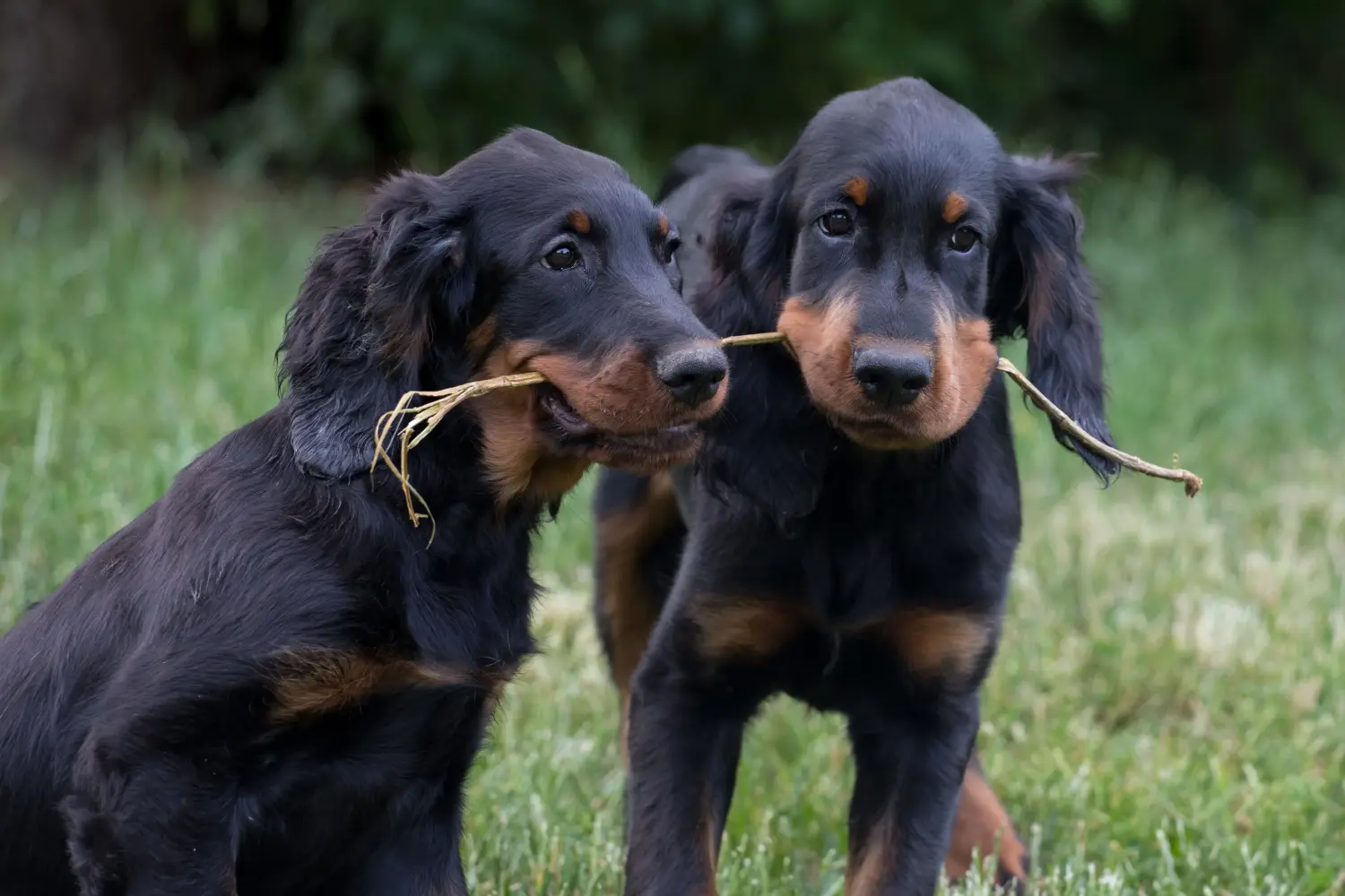 Comprar um cachorro Gordon Setter significa assumir responsabilidades! Comprar cachorros Gordon Setter.