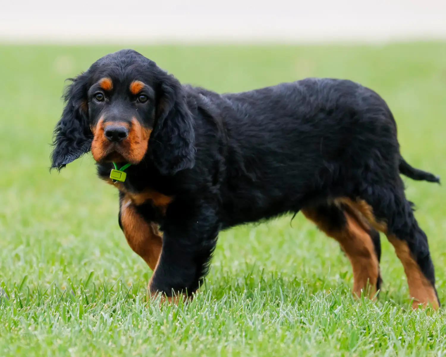 Comprar um cachorro Gordon Setter significa assumir responsabilidades! Comprar cachorros Gordon Setter.