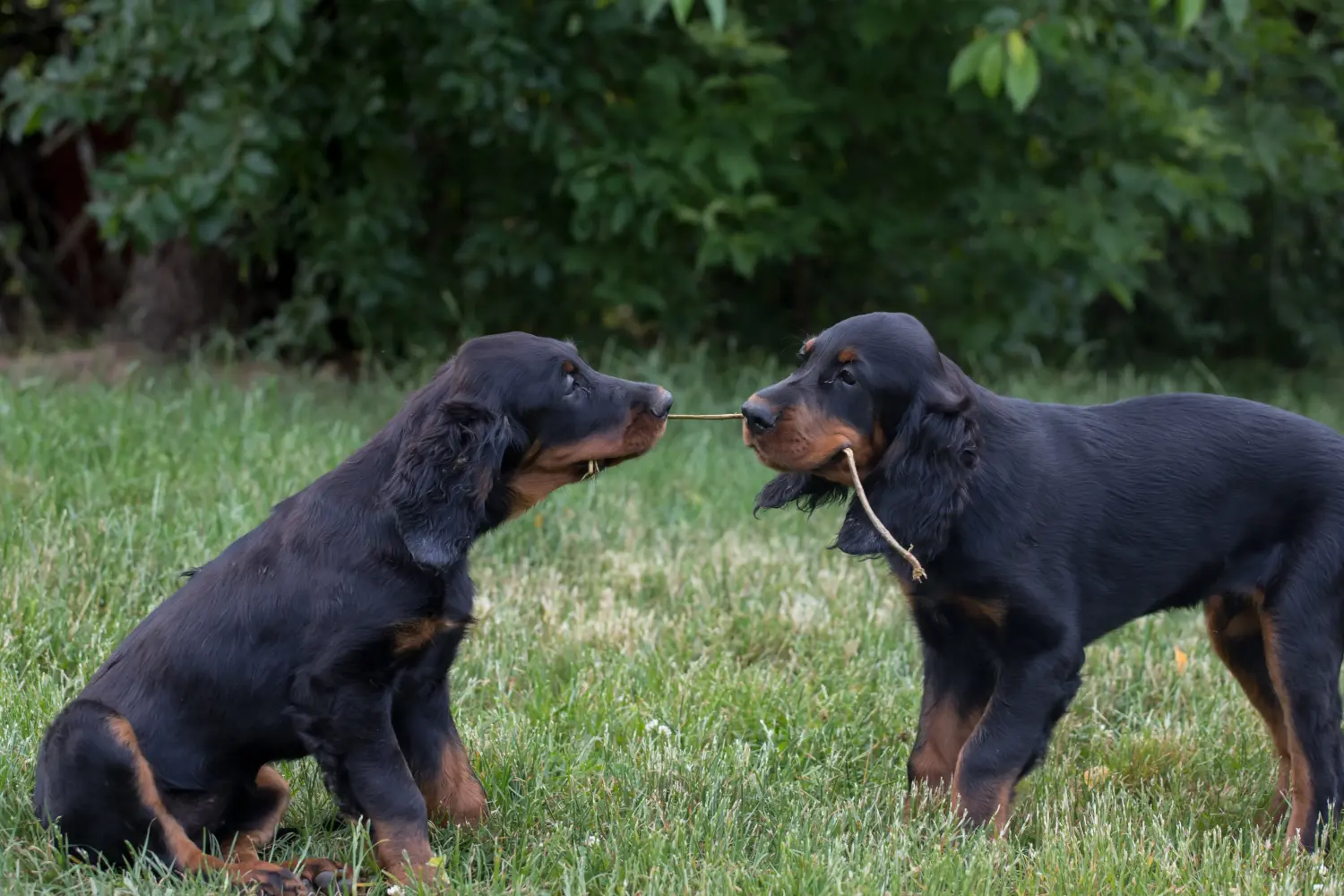 Comprar um cachorro Gordon Setter significa assumir responsabilidades! Comprar cachorros Gordon Setter.