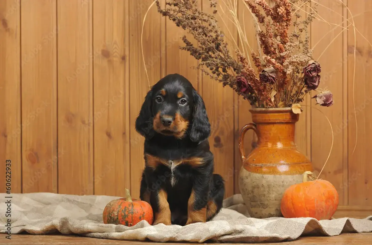 Comprar um cachorro Gordon Setter significa assumir responsabilidades! Comprar cachorros Gordon Setter.
