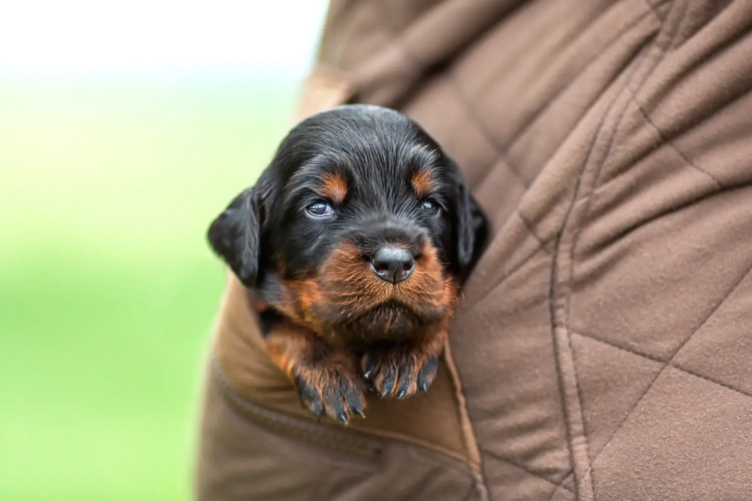 Comprar um cachorro Gordon Setter significa assumir responsabilidades! Comprar cachorros Gordon Setter.