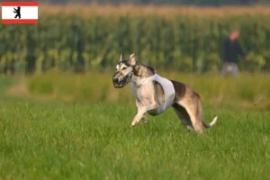 Read more about the article Chart Polski criadores e cachorros em Berlim