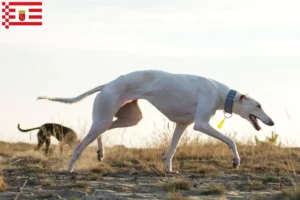 Read more about the article Chart Polski criadores e cachorros em Bremen