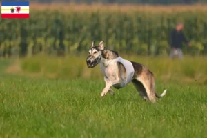 Read more about the article Chart Polski criadores e cachorros em Mecklenburg-Vorpommern