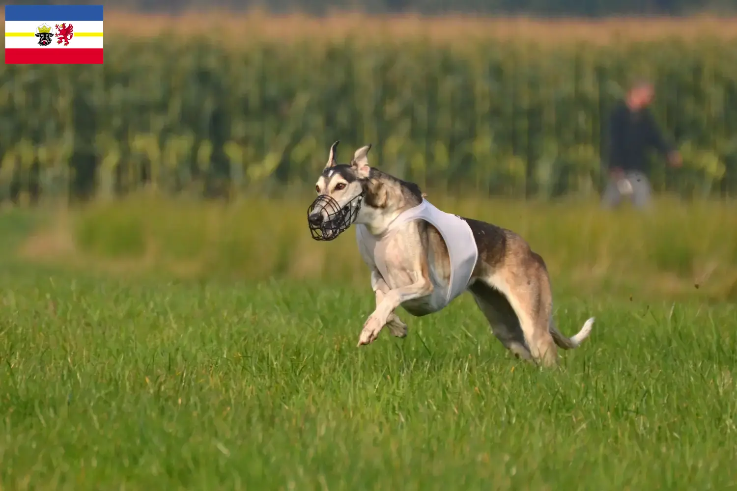 Mapa Polski cachorros e criadores Mecklenburg-Vorpommern Aqui pode encontrar os criadores de Chart Polskis em Mecklenburg-Vorpommern.