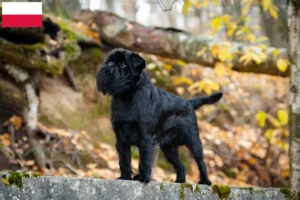 Read more about the article Criador de Griffon Anão Belga e cachorros na Polónia