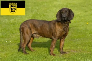 Read more about the article Criadores de Hannoverscher Schweißhund e cachorros em Baden-Württemberg
